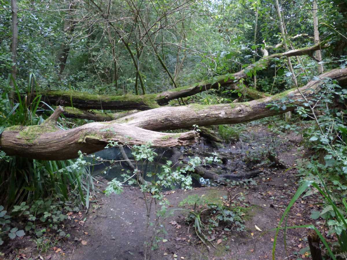 Moseley Bog fallen tree